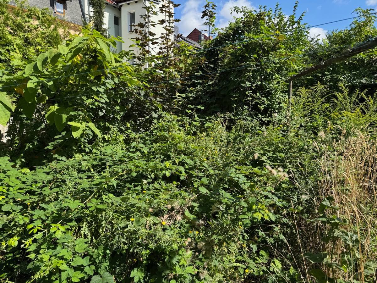 Der Hinterhof vor Beginn: Aufwuchs bis an die Hauswand, Fläche nicht mehr nutzbar